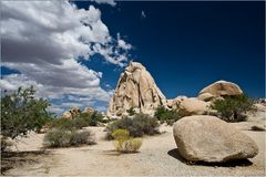 Joshua Tree NP