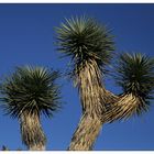 Joshua Tree NP - Details II