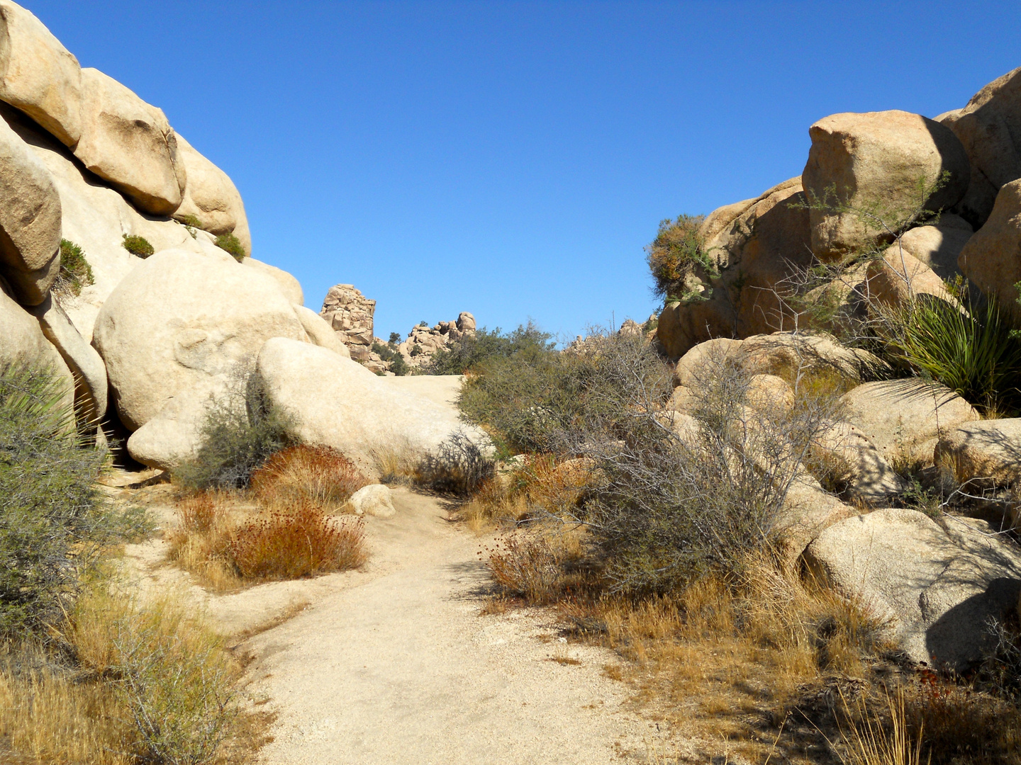 Joshua Tree NP