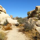 Joshua Tree NP