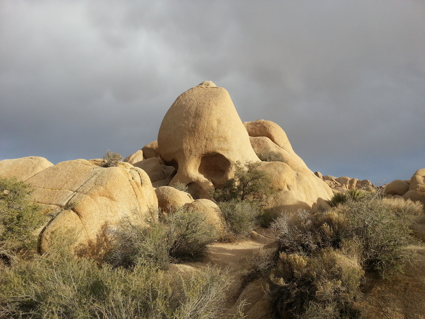 Joshua Tree NP