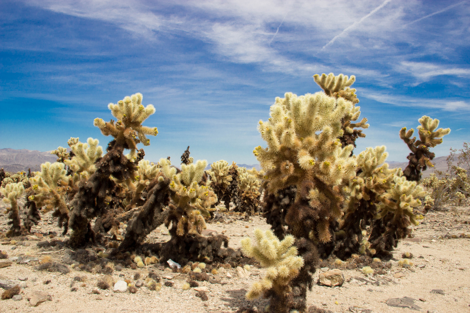 Joshua Tree NP