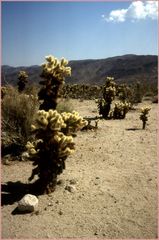 Joshua Tree NP