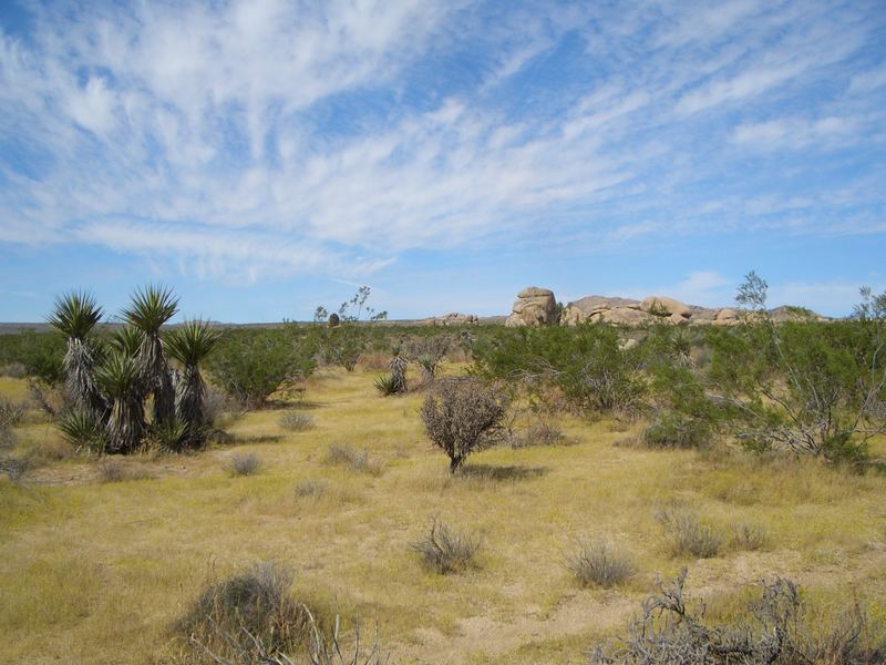 Joshua Tree NP