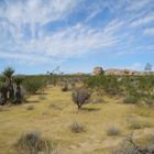 Joshua Tree NP