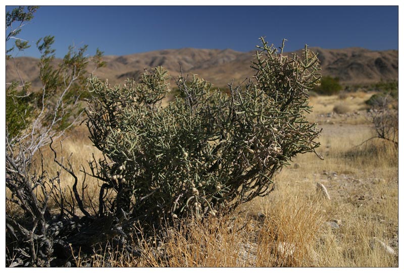 Joshua Tree NP I