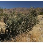 Joshua Tree NP I