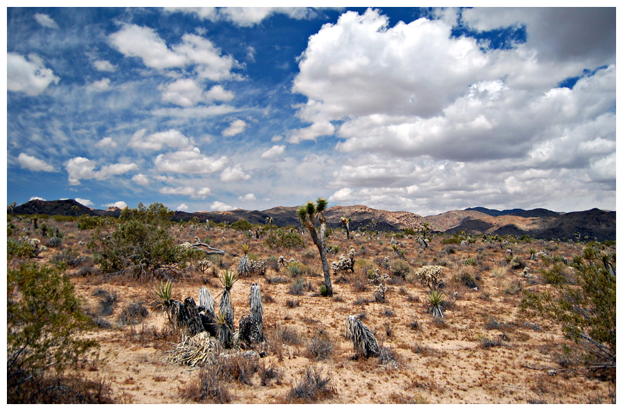 Joshua Tree NP II