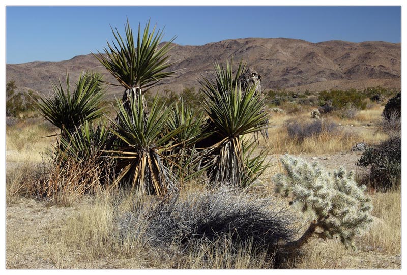 Joshua Tree NP II