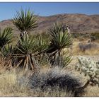 Joshua Tree NP II