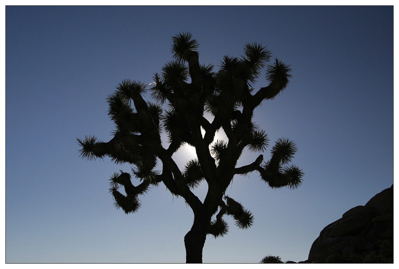 Joshua Tree NP - Lichtspiele I