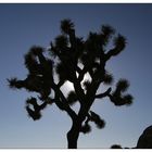 Joshua Tree NP - Lichtspiele I