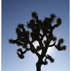 Joshua Tree NP - Lichtspiele II