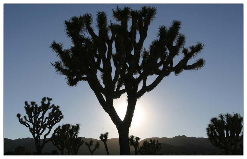 Joshua Tree NP - Lichtspiele III