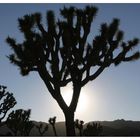 Joshua Tree NP - Lichtspiele III