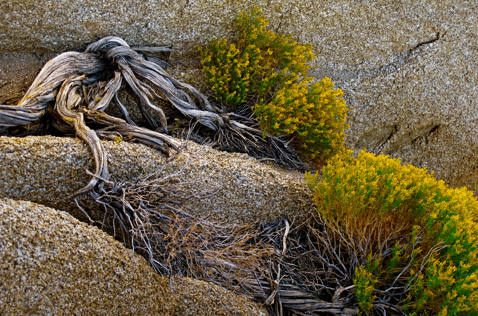 Joshua Tree NP, Pflanze die sich an felsen klammert