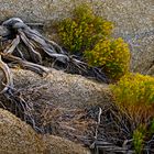 Joshua Tree NP, Pflanze die sich an felsen klammert