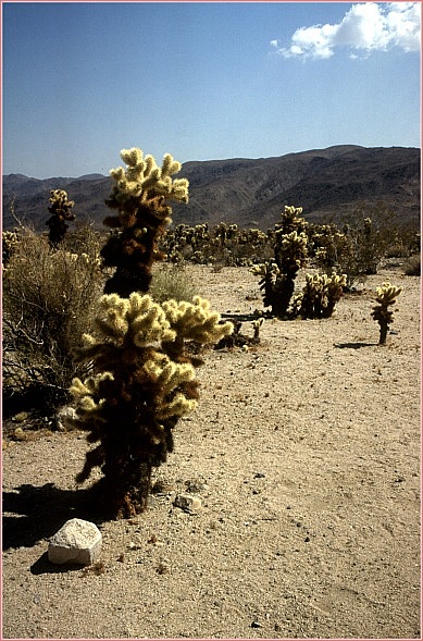 Joshua Tree NP (RELOAD)