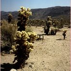 Joshua Tree NP (RELOAD)