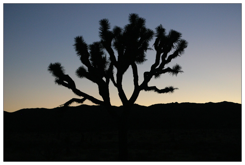 Joshua Tree NP - Sunset II