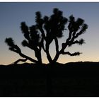 Joshua Tree NP - Sunset II