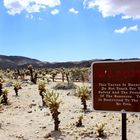 Joshua Tree NP, USA