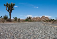 Joshua-Tree Park