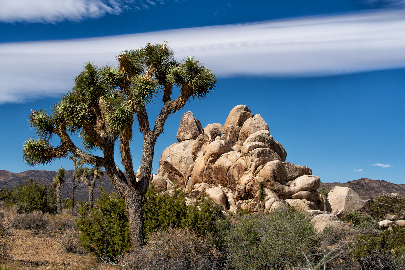 Joshua Tree Park