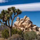 Joshua Tree Park