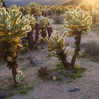 Joshua Tree Park 