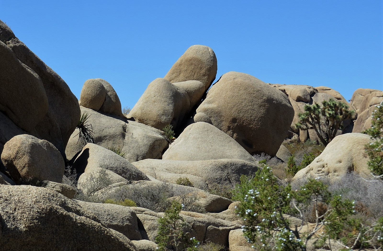 Joshua Tree Park