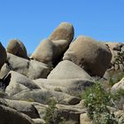 Joshua Tree Park