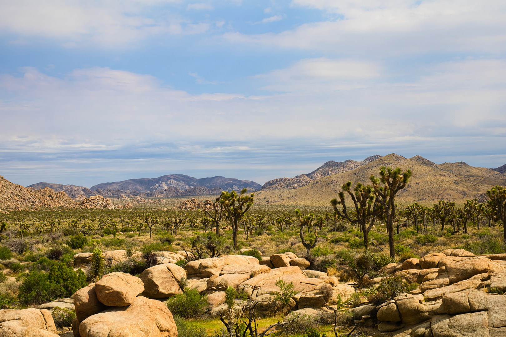 Joshua Tree Park 