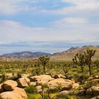 Joshua Tree Park 