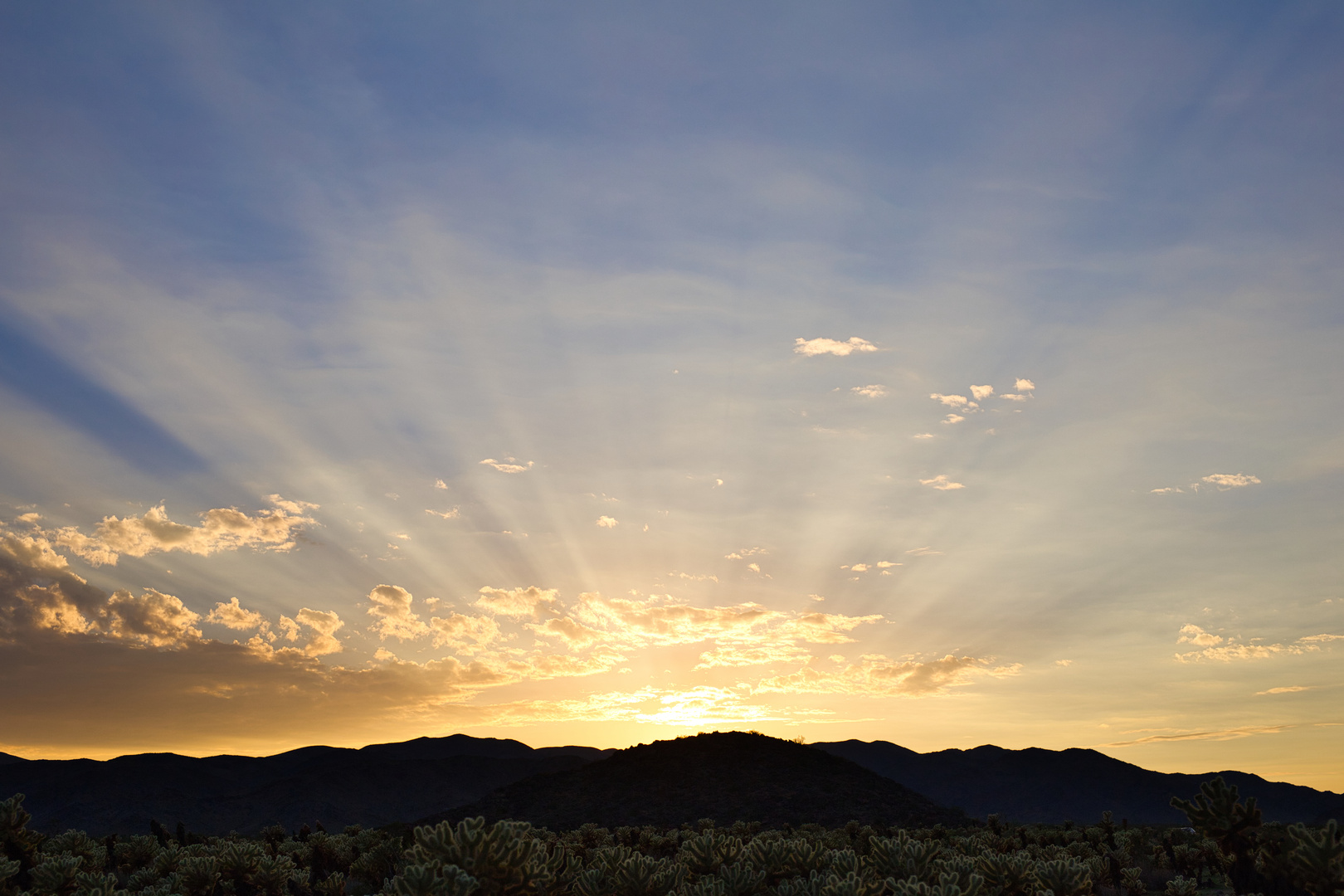 Joshua Tree Park