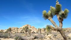 Joshua Tree Park