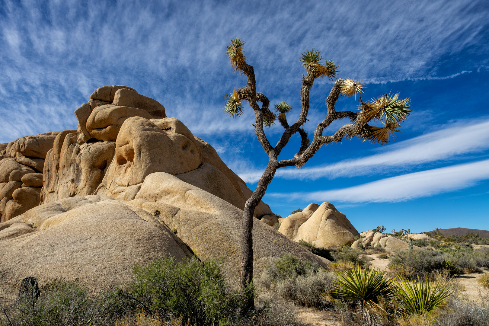 Joshua Tree Park