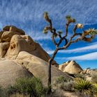 Joshua Tree Park