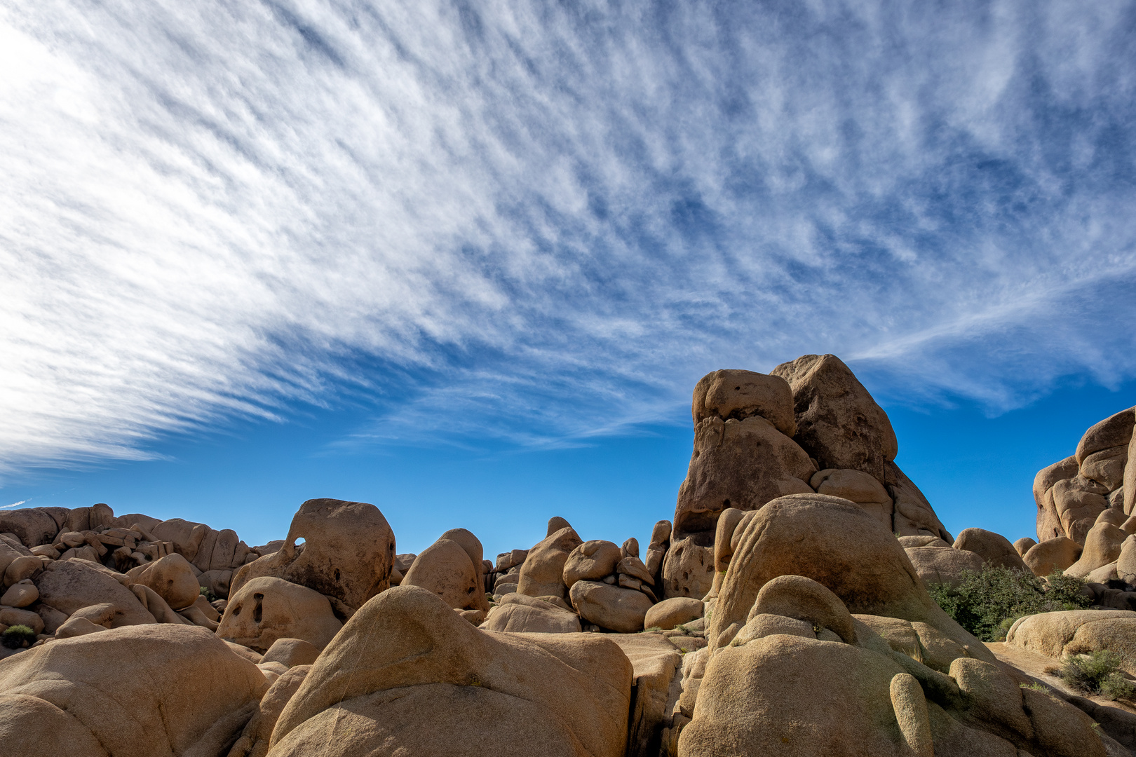 Joshua Tree Park