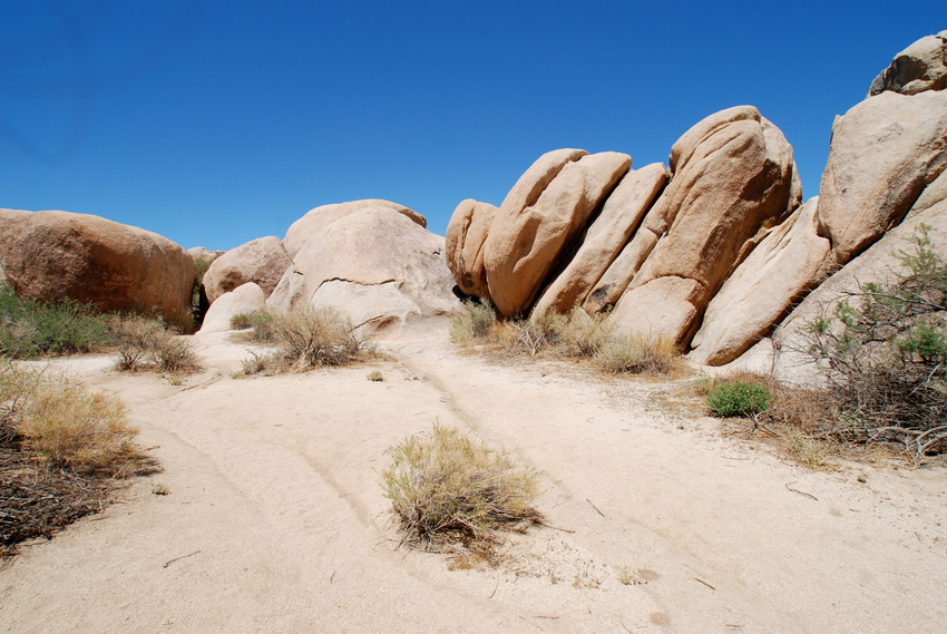 Joshua Tree Park