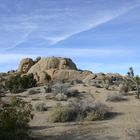 Joshua Tree Park