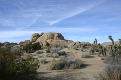 Joshua Tree Park