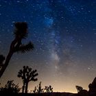 Joshua Tree Park bei Nacht