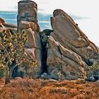 Joshua Tree Park. California