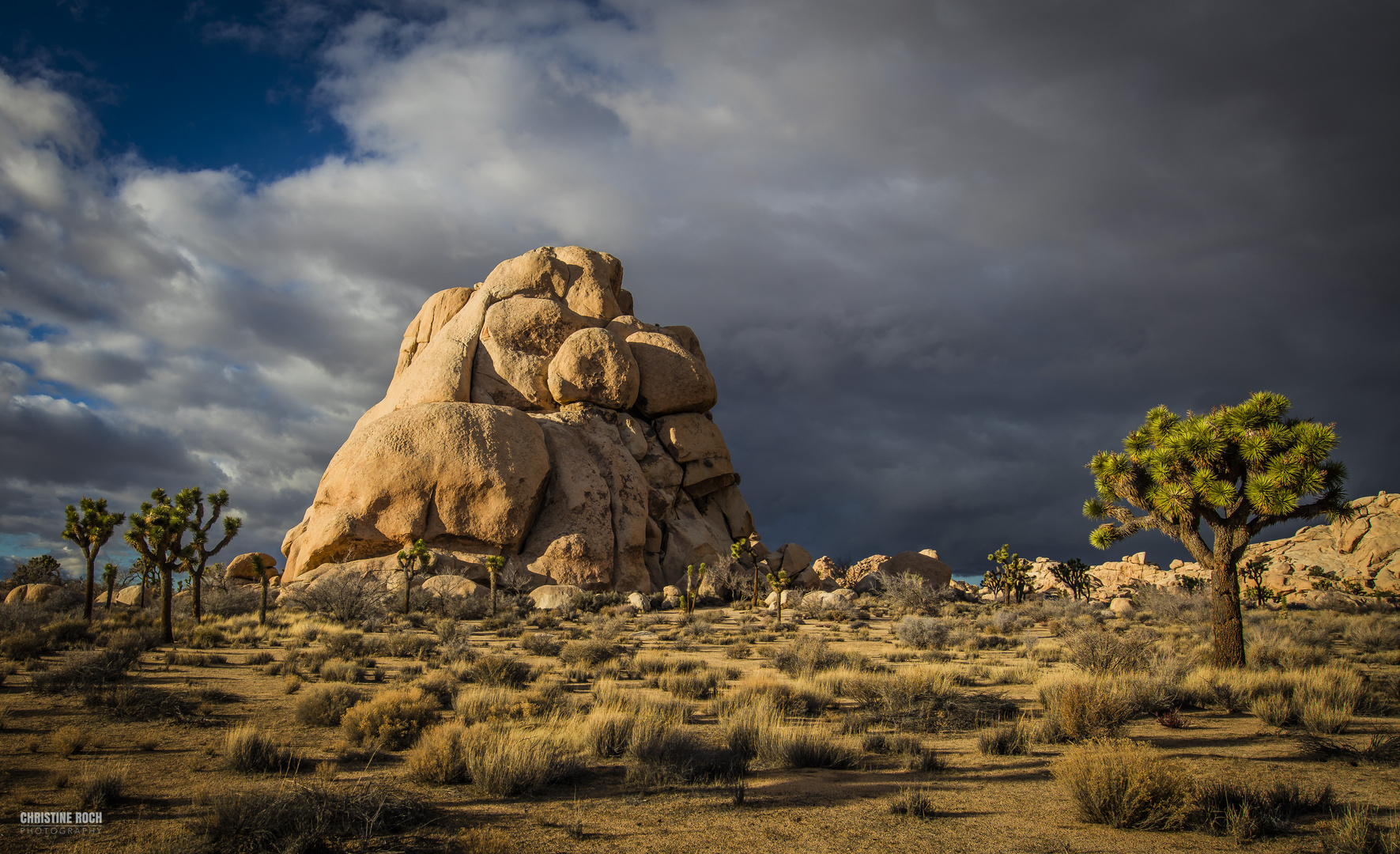 Joshua Tree Park