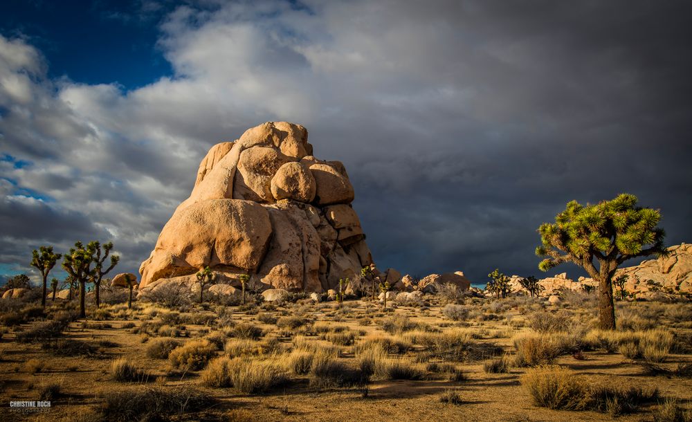 Joshua Tree Park