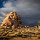 Joshua Tree Park