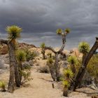 Joshua Tree Park