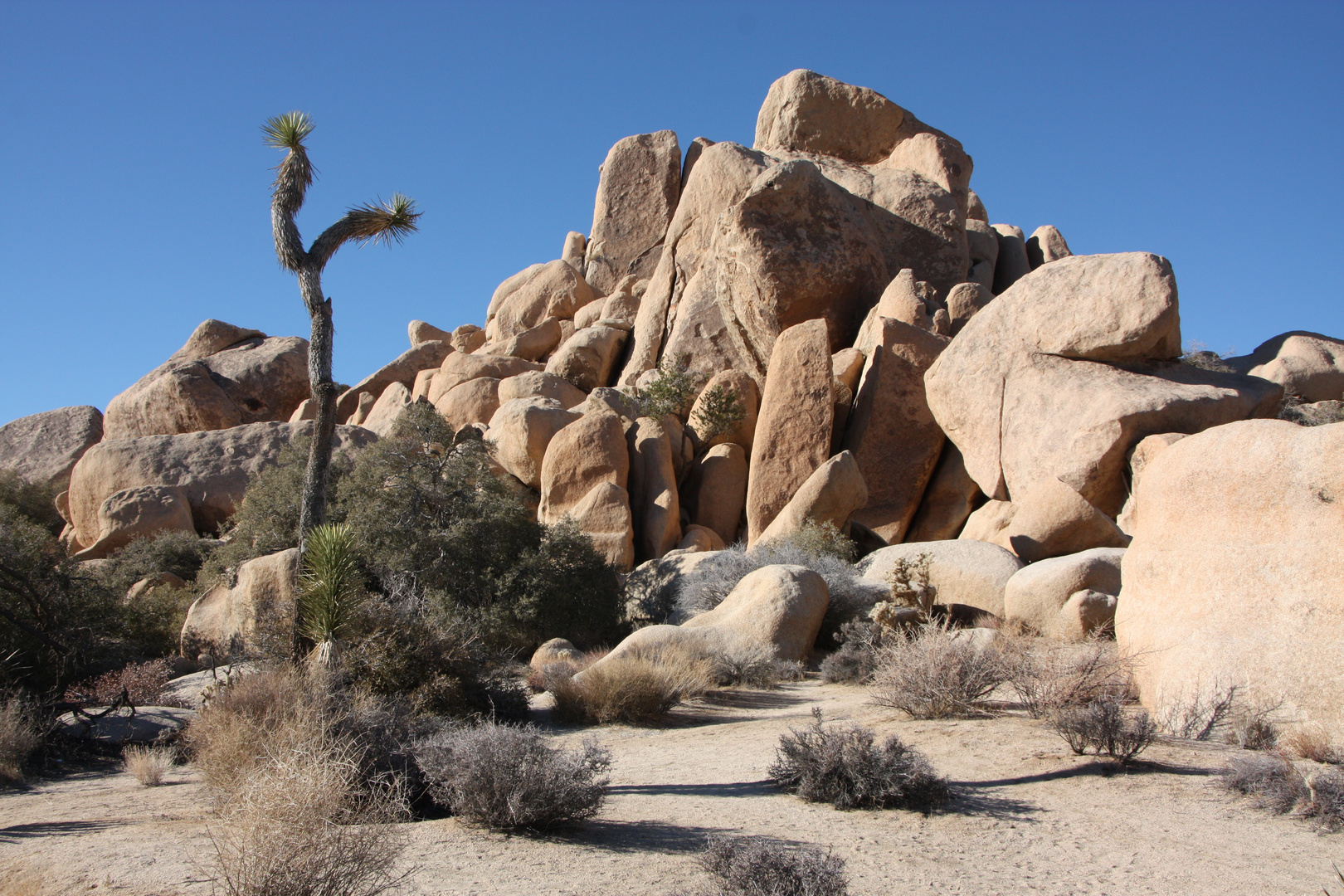 Joshua Tree Park