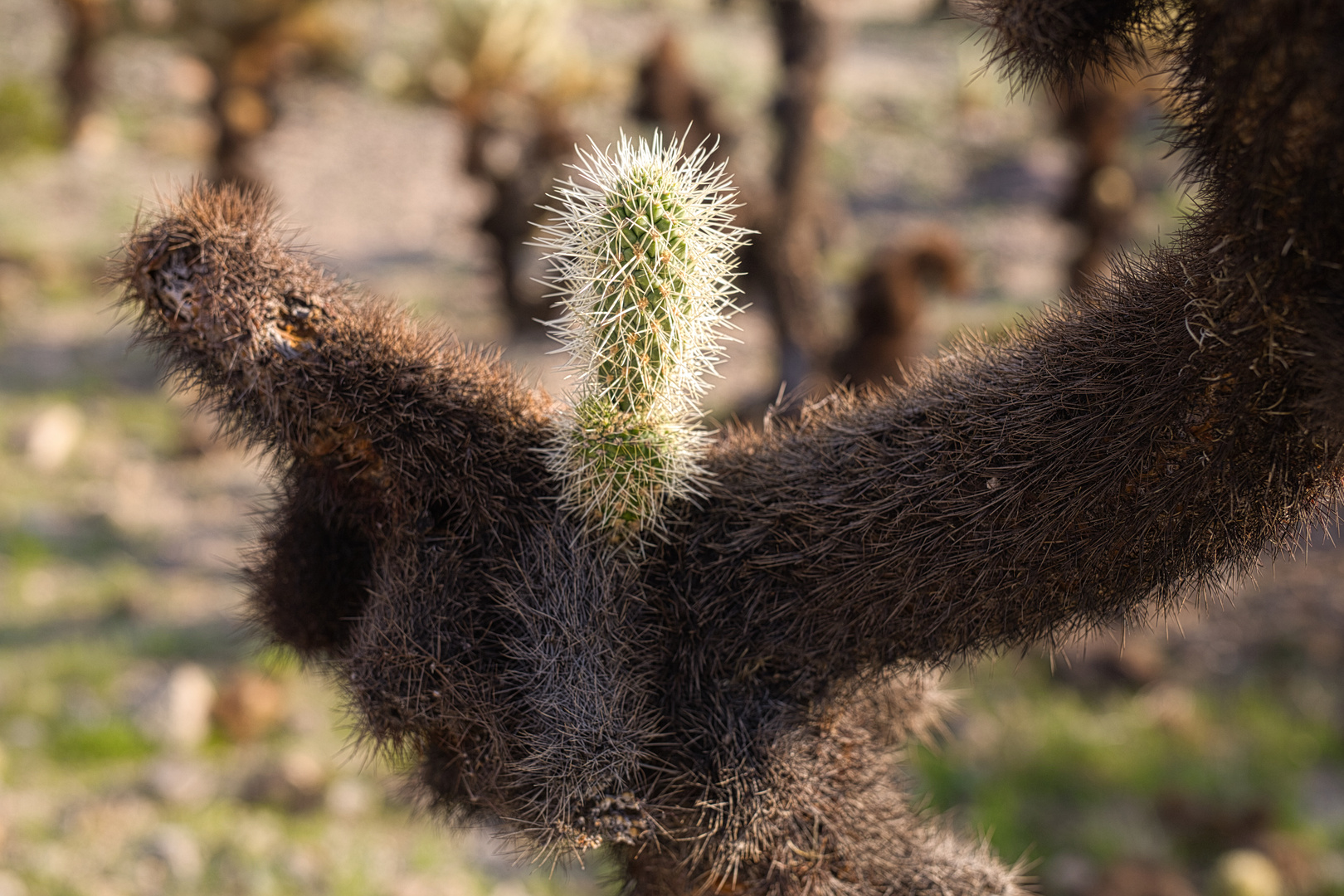 Joshua Tree Park 